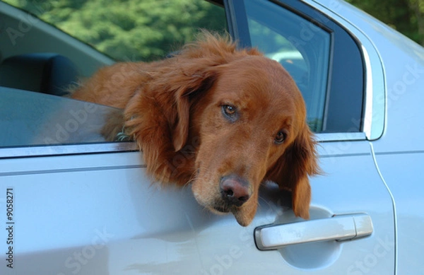 Obraz Golden Retreiver hanging his head out a car window