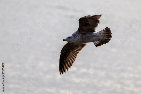 Obraz Seagull in fly