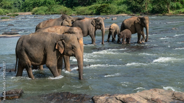 Fototapeta A herd of elephants are seen in the water in Pinnawala Elephant Orphanage, Sri Lanka