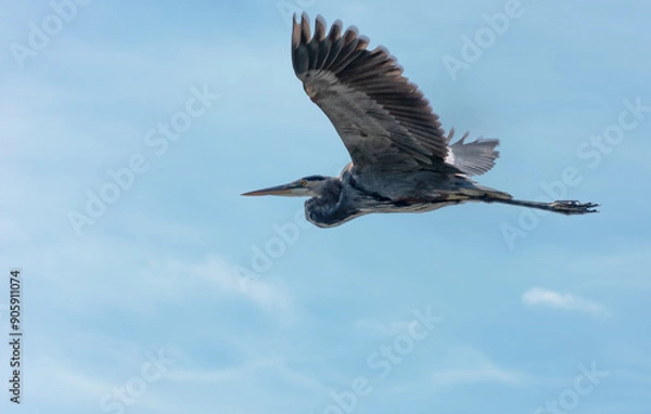 Obraz great blue heron