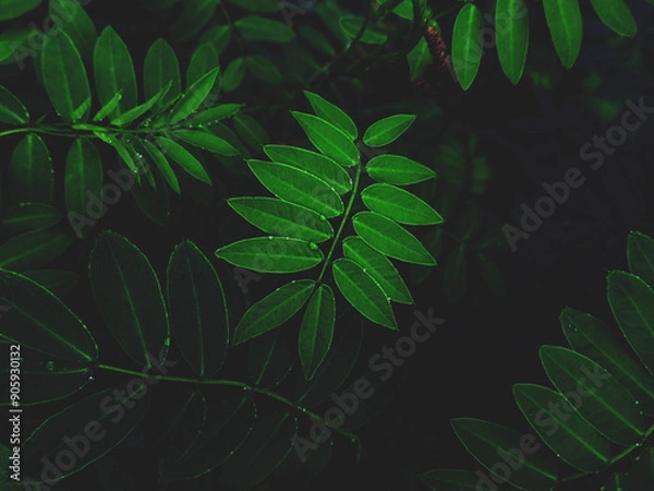 Obraz Symmetrical Leaf in the Forest 