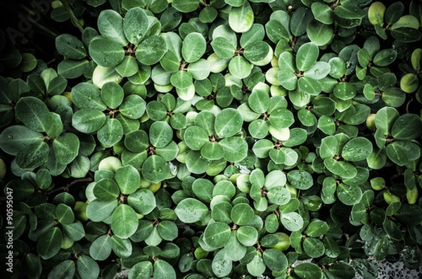 Fototapeta 植物の葉 テクスチャー素材