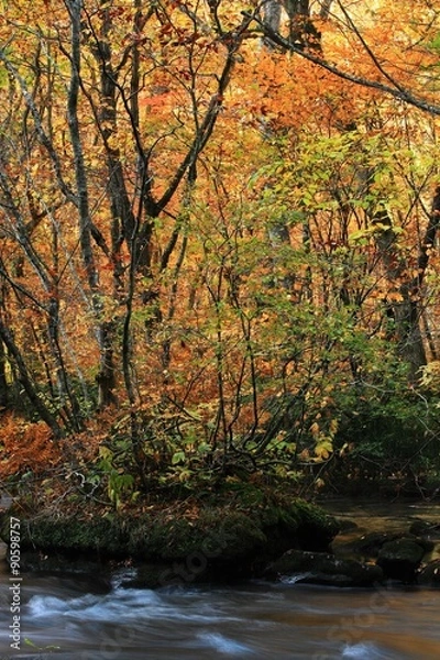Fototapeta 奥入瀬渓流の紅葉 阿修羅の流れ