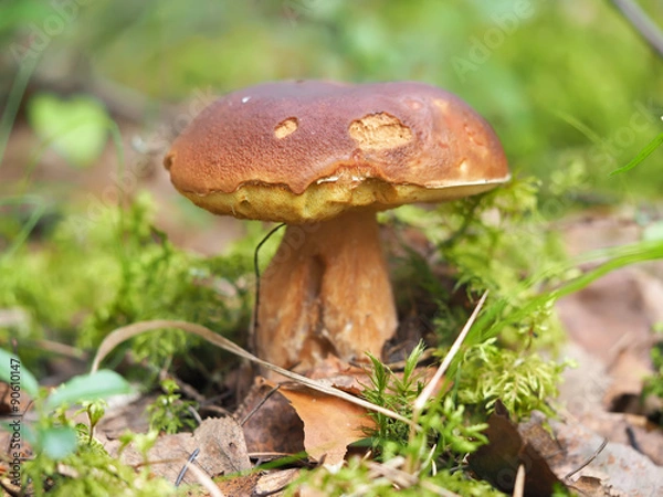 Obraz mushroom