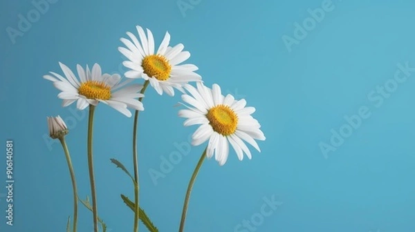 Fototapeta Booming daisy flower on blue background, AI generated for ads