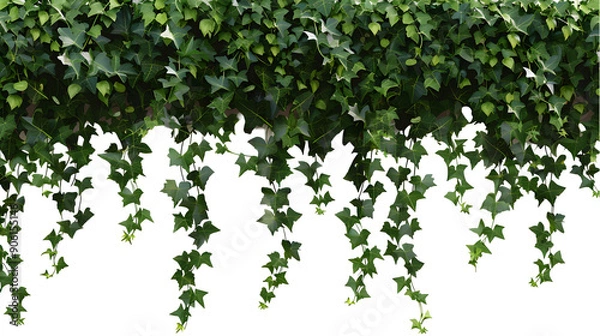 Fototapeta lush hanging vines on white background,generative ai