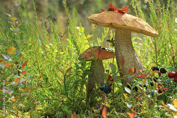 Fototapeta Pasierbowie