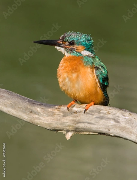 Fototapeta Kingfisher