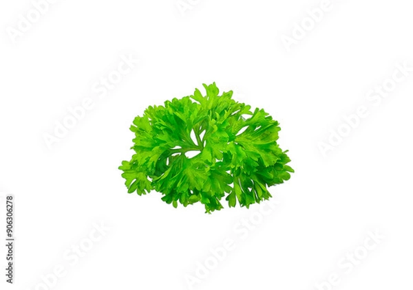 Obraz parsley vegetable isolated on white background