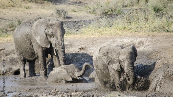 Obraz Elefanti che giocano nel fango