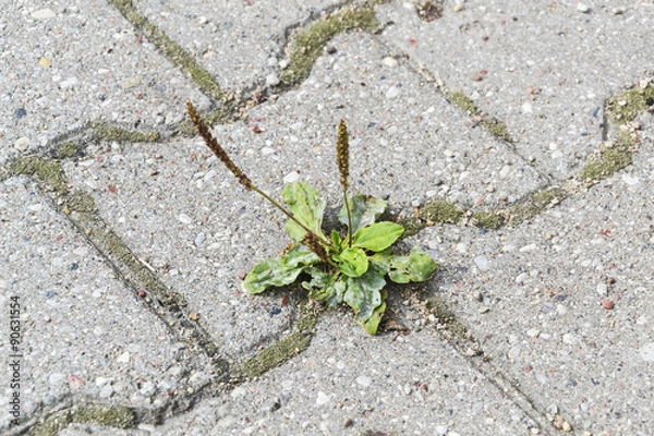 Obraz Grass breaks through the asphalt