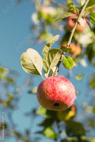 Obraz pomme reinette
