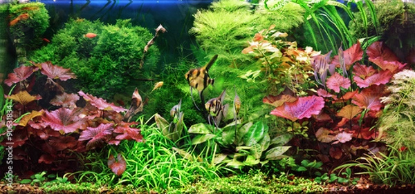Obraz Decorative aquarium