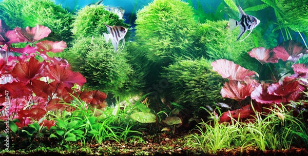 Obraz Decorative aquarium