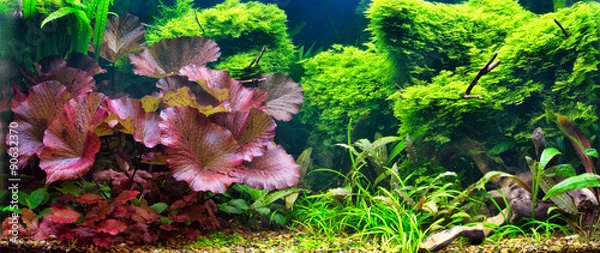 Obraz Tropical aquarium