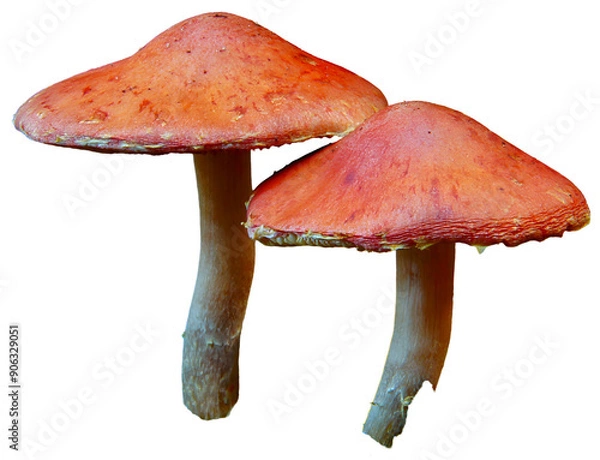 Fototapeta Two red mushrooms with textured caps