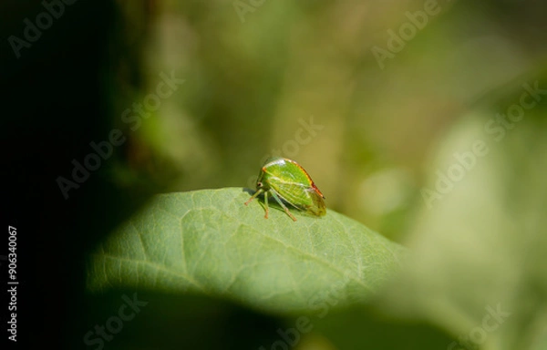 Fototapeta Buffalo treehopper climbing a leaf