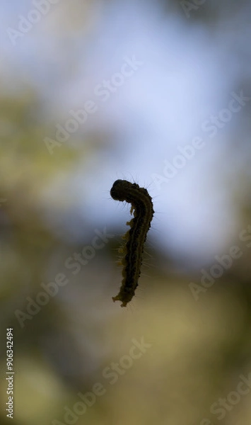 Fototapeta box tree moth, haning, pupating, green