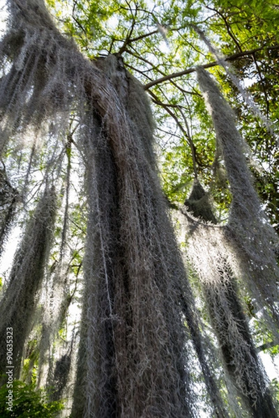 Obraz Lianes tressées