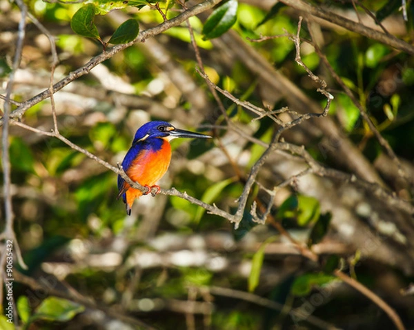 Obraz Azure Kingfisher