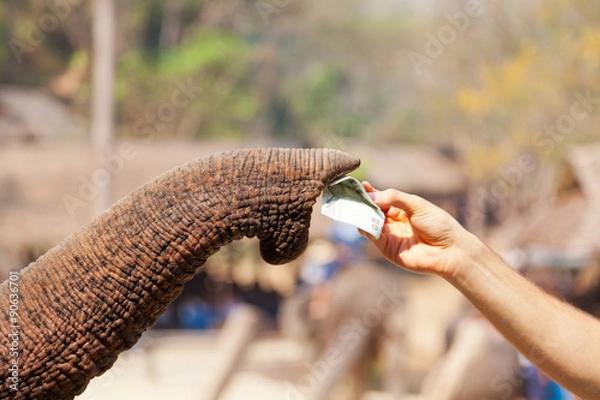 Fototapeta Elephant eating money, Thailand