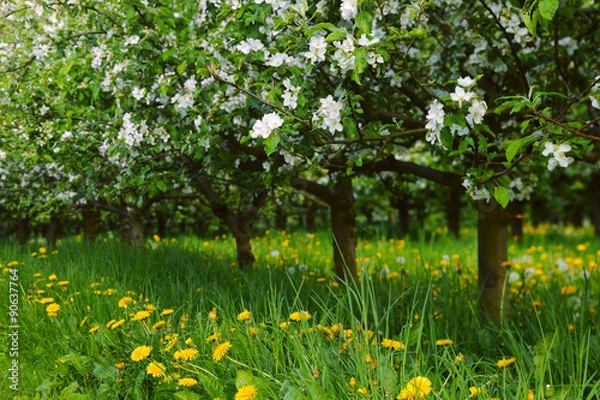 Obraz Young apple orchard