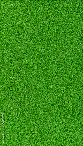 Fototapeta texture of grass