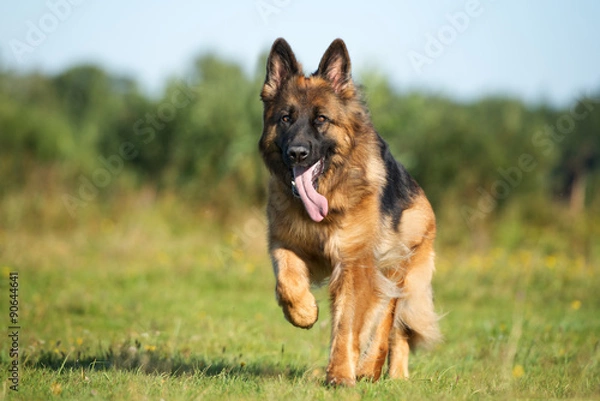 Fototapeta adorable german shepherd dog running on grass