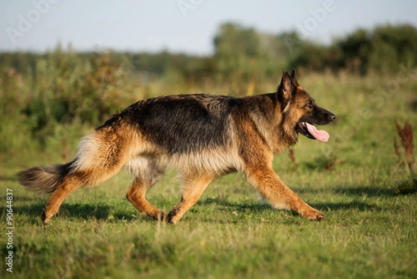 Fototapeta german shepherd dog walking on grass