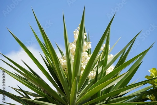 Fototapeta Yucca plant also known as Adam's needle, common yucca.