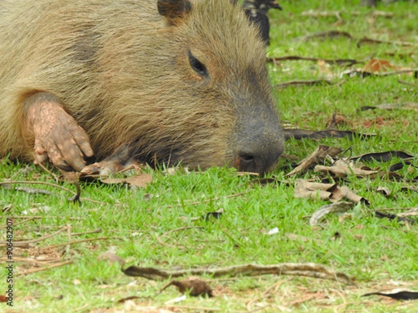 Fototapeta Close-up view of a capybara, with its snout buried in the grass, sunbathing. This animal is a mammal native to South America.