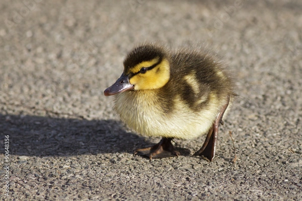 Fototapeta Mallard Duckling