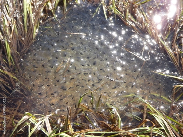 Fototapeta Uova di tritone