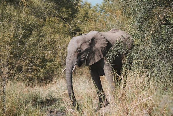 Obraz Elephant in the bush in kruger park
