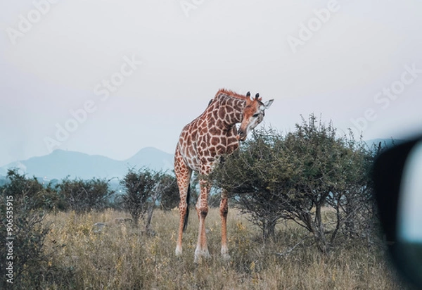 Fototapeta giraffe in the savannah in South africa Kruger park