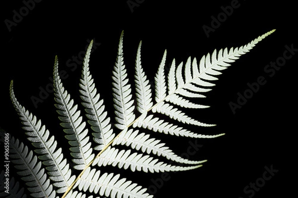 Obraz Srebrna paproć