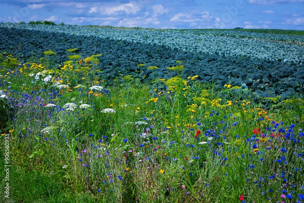 Fototapeta flowers beside cabbage fields