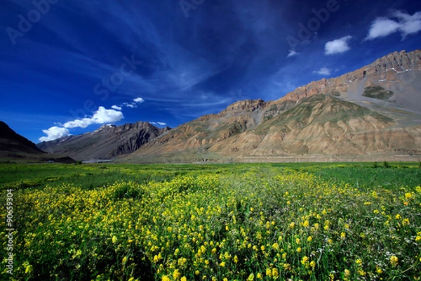 Obraz Yellow wild flower field near mountain in Northern India