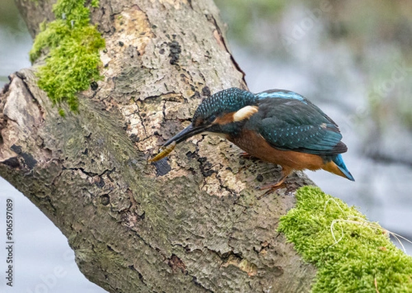 Fototapeta Common kingfisher - Alcedo atthis