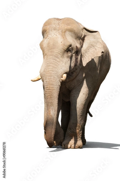 Fototapeta Elephant