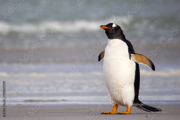 Obraz Grumpy looking Gentoo Penguin. Falkland Islands.