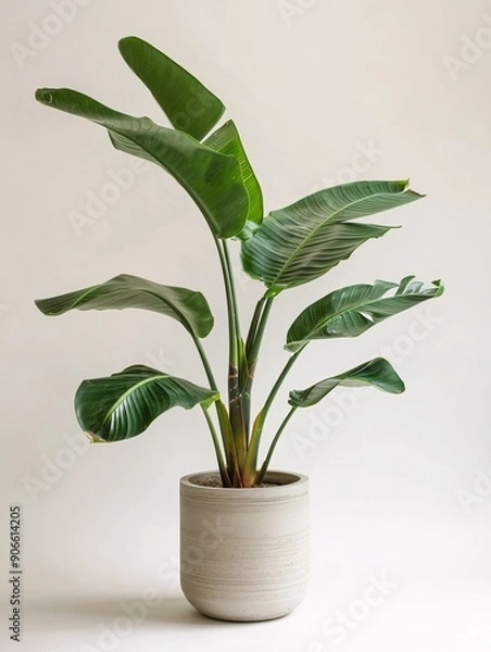Fototapeta A single large ornamental plant in a modern pot, displayed against a pristine white background