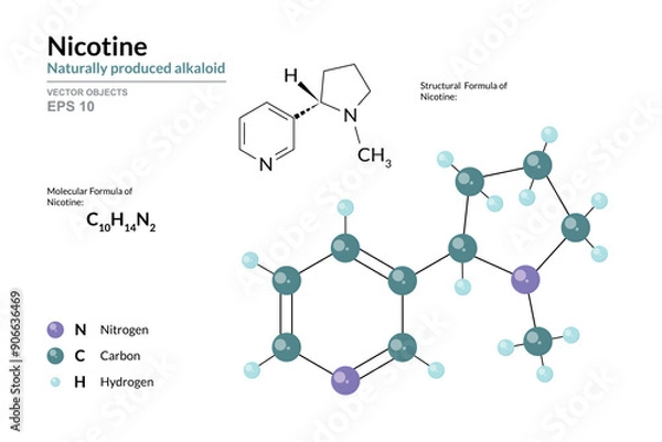 Fototapeta Nicotine. Alkaloid. Structural Chemical Formula and 3d Model of Molecule. C10H14N2. Atoms with Color Coding. Vector graphic Illustration for educational materials, scientific articles, presentations
