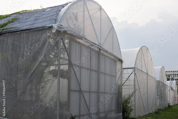 Obraz A row of greenhouses with white plastic covering