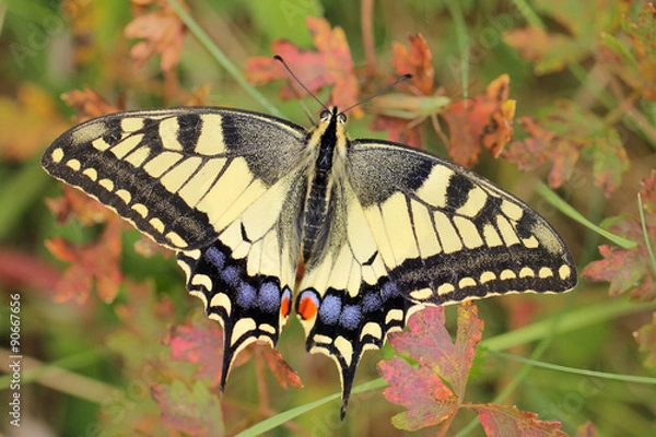 Obraz Swallowtail butterfly (Papilio machaon)