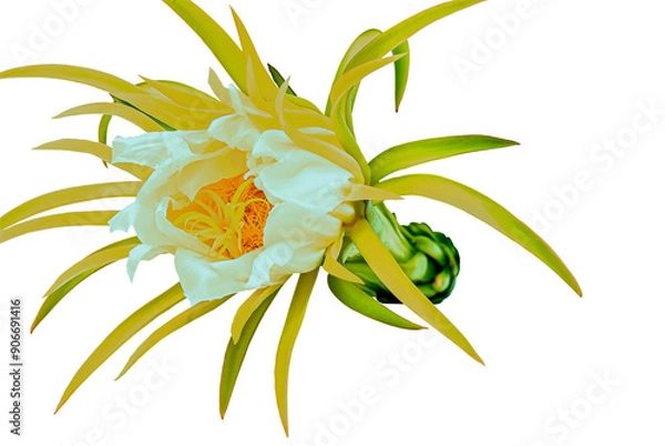 Fototapeta Dragon fruit