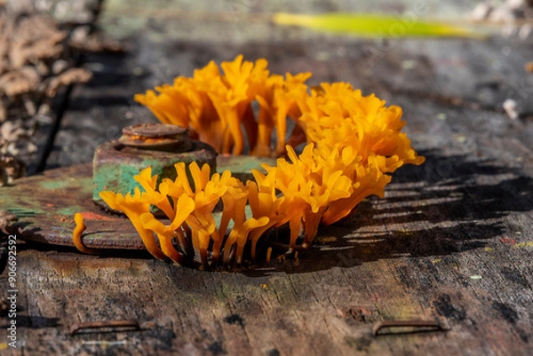 Fototapeta spathularia