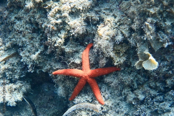 Obraz étoile de mer