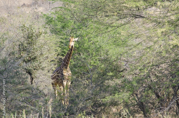 Obraz Giraffa nella savana