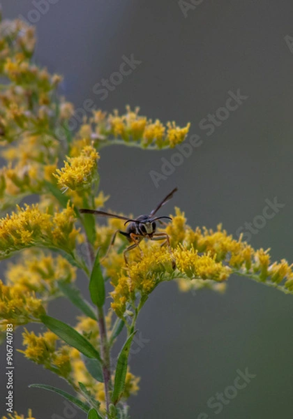 Obraz Wasp on Yellow Flower
